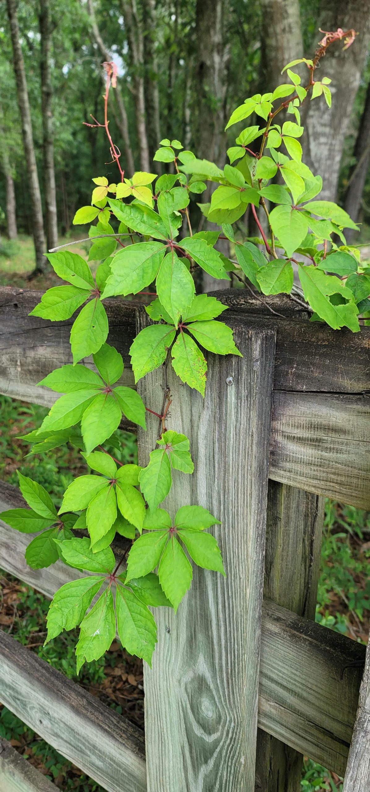 A vine growing on a fence post