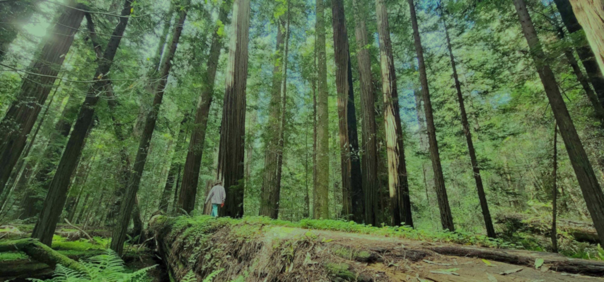 A woman walks along a fallen redwood tree in a dense forest of towering green trees and ferns.